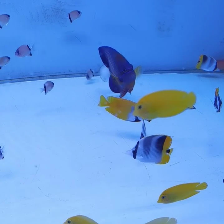 5+ 黄狐狸1条海水鱼