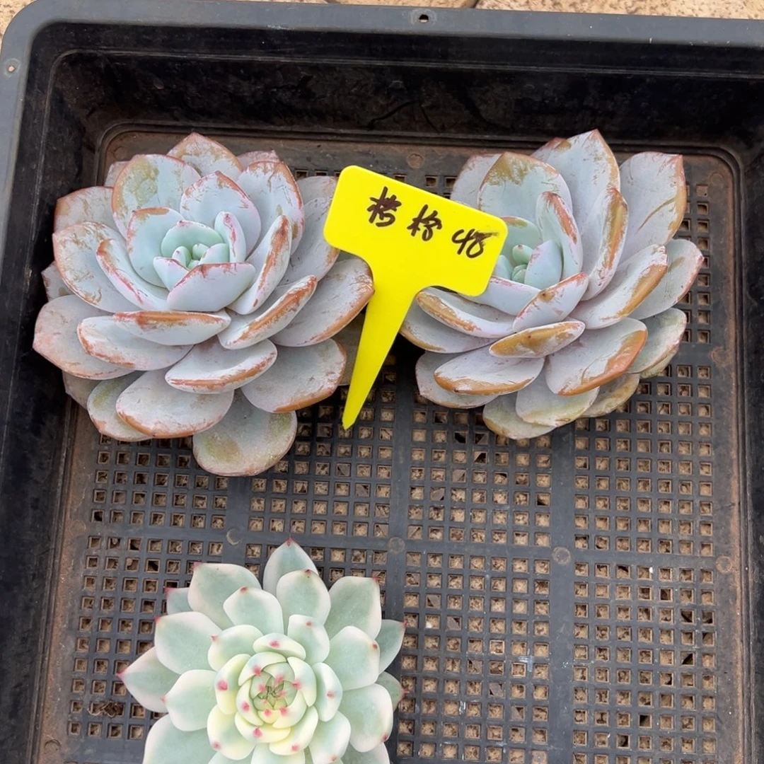 ****格格格48。