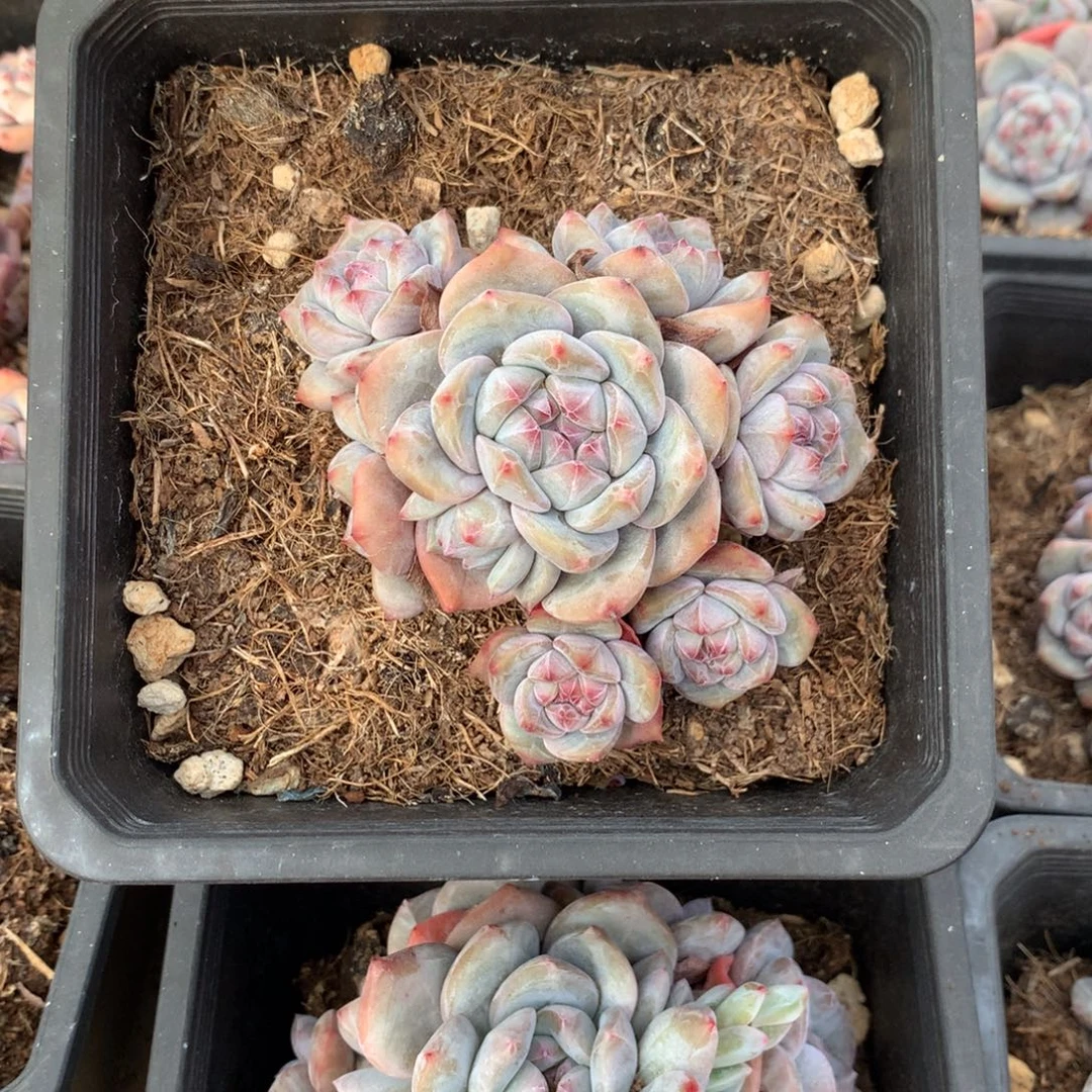 石榴籽无砍花花花