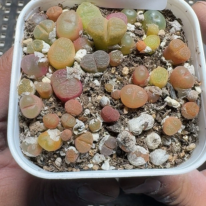 340 多肉植物多肉植物