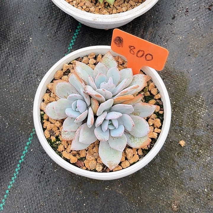 奶茶800号码牌子的