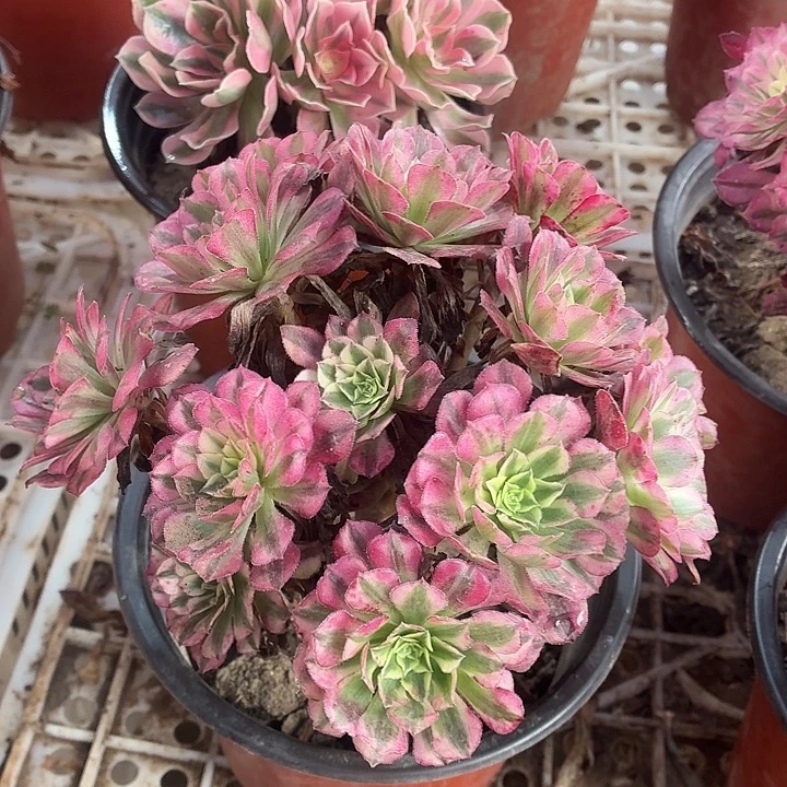 祝融一颗脱土发货