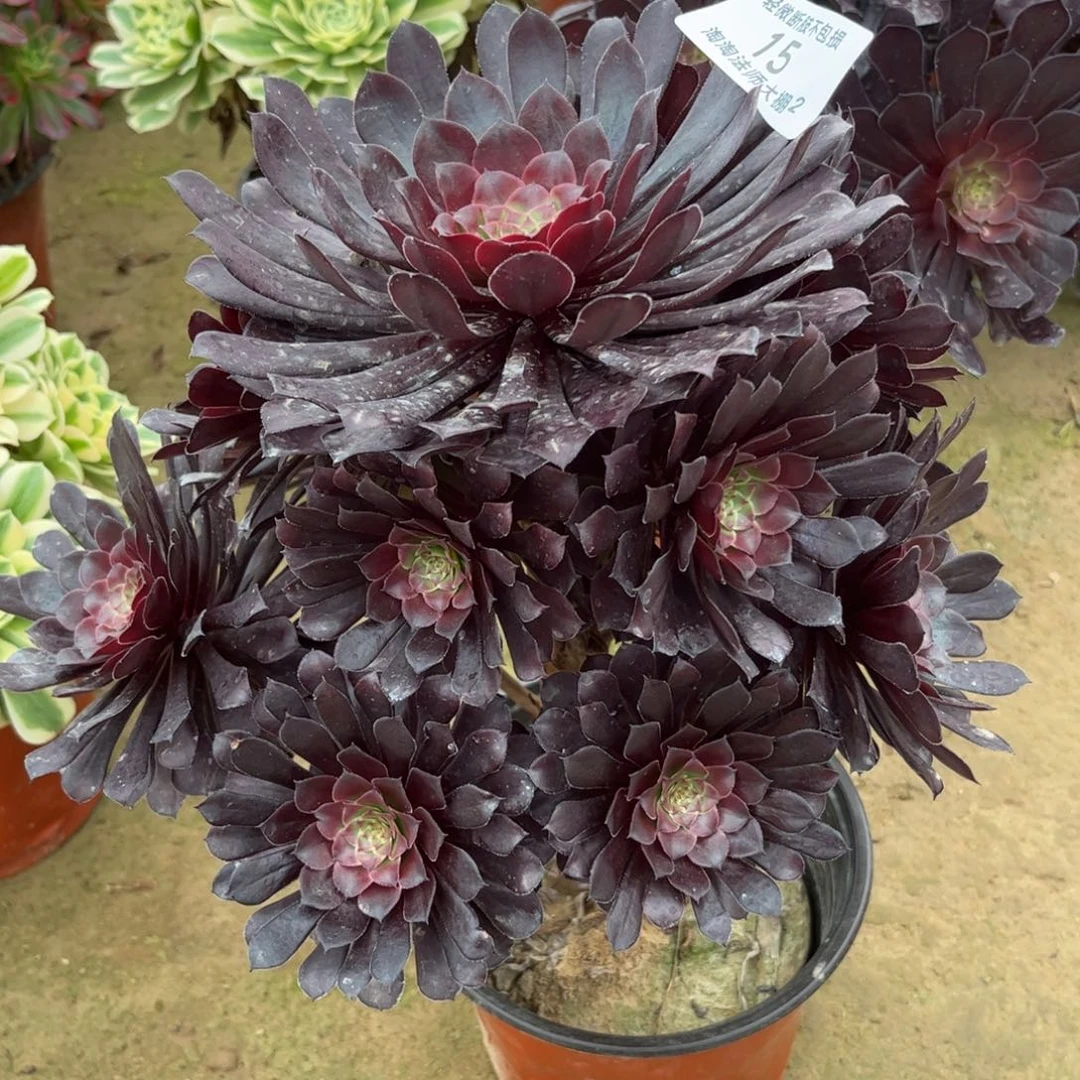 15黑铜壶多肉植物法师