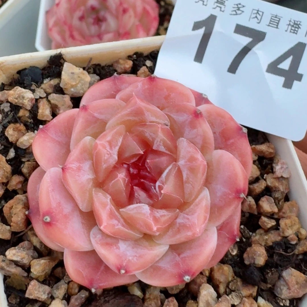 秘境冰魄      愿你一路坦途，乘风破浪展宏图