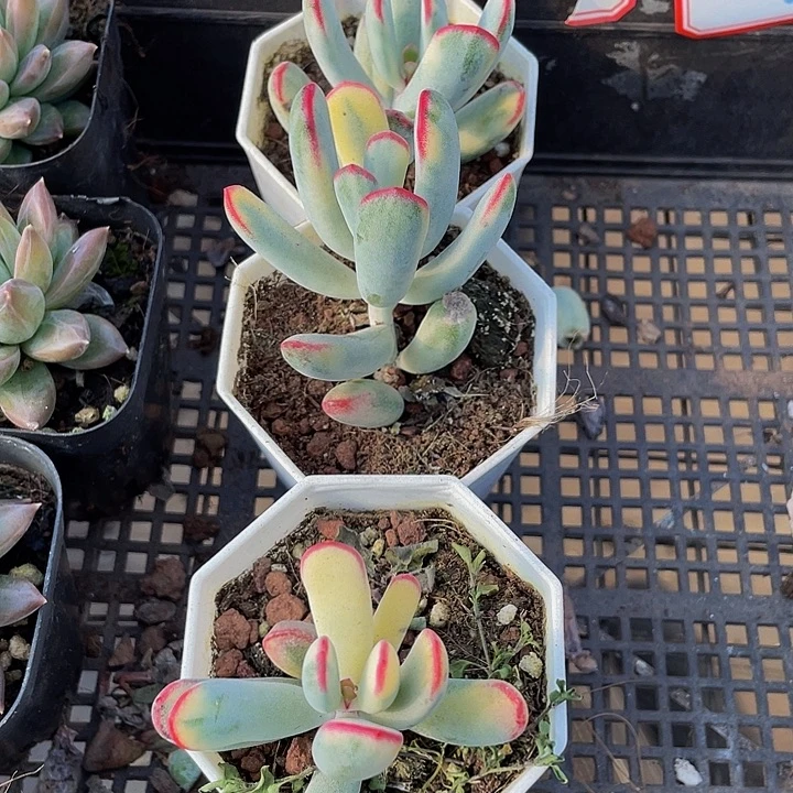 棒叶锦带盆土发货