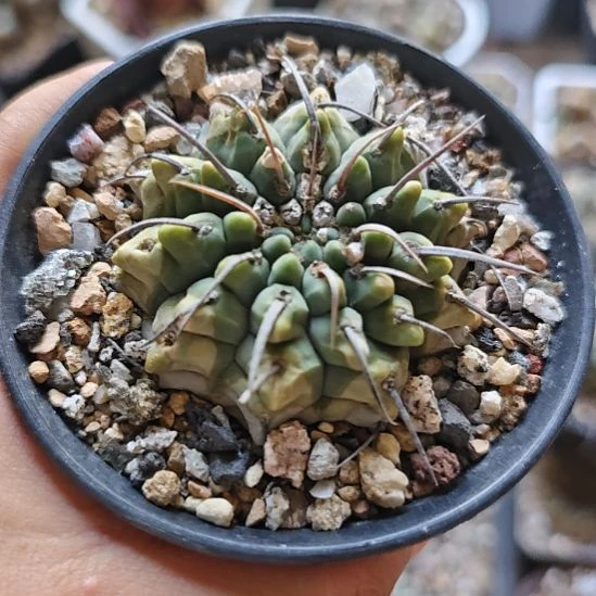 一本刺实生仙人球！！！