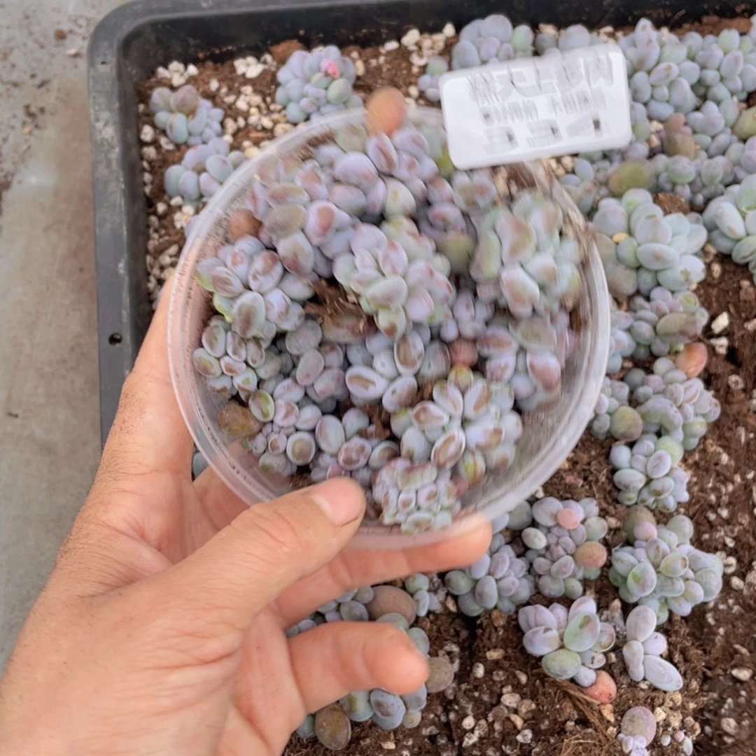 糕大上多肉植物334