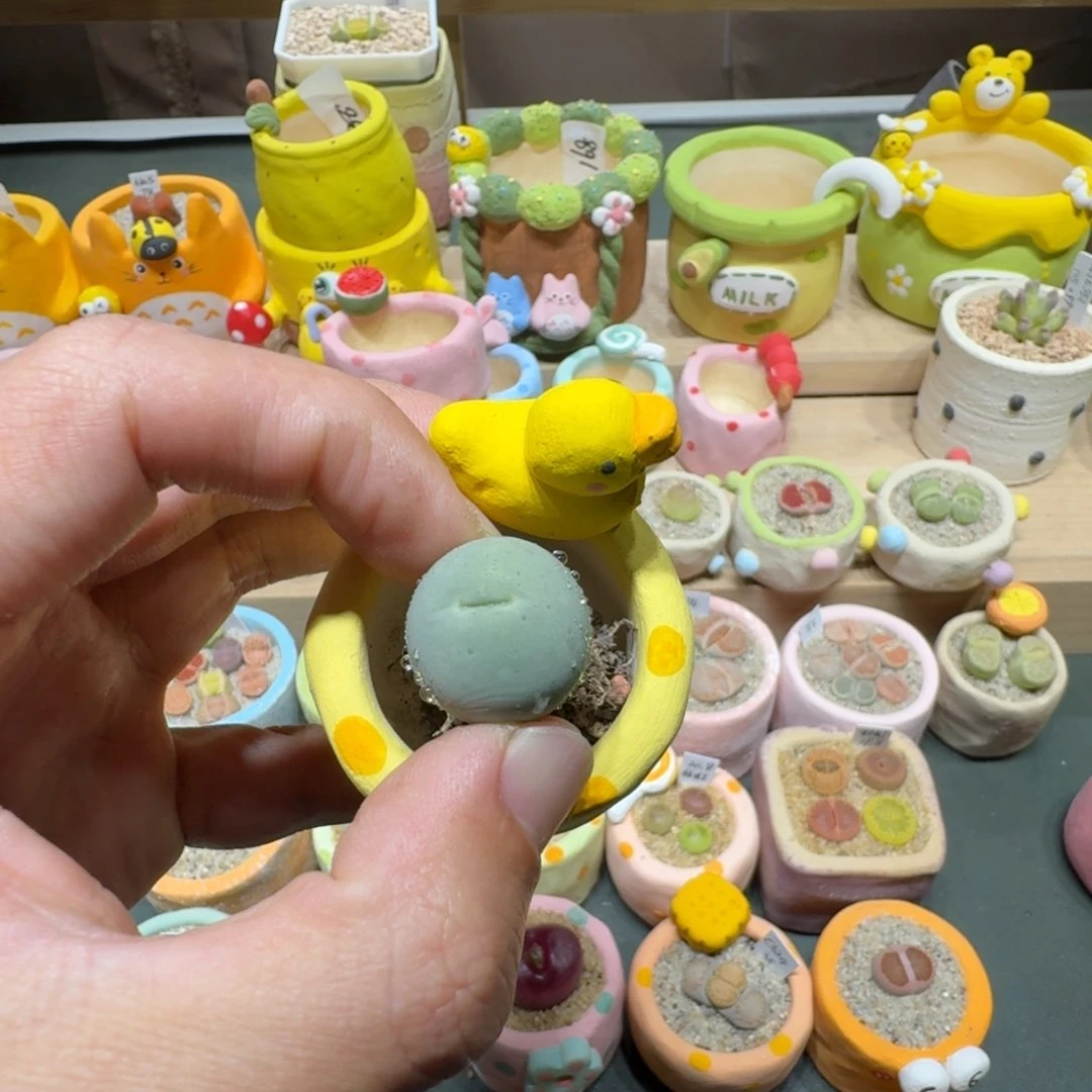 红陶蔡*宝蘑菇359鸽子蛋