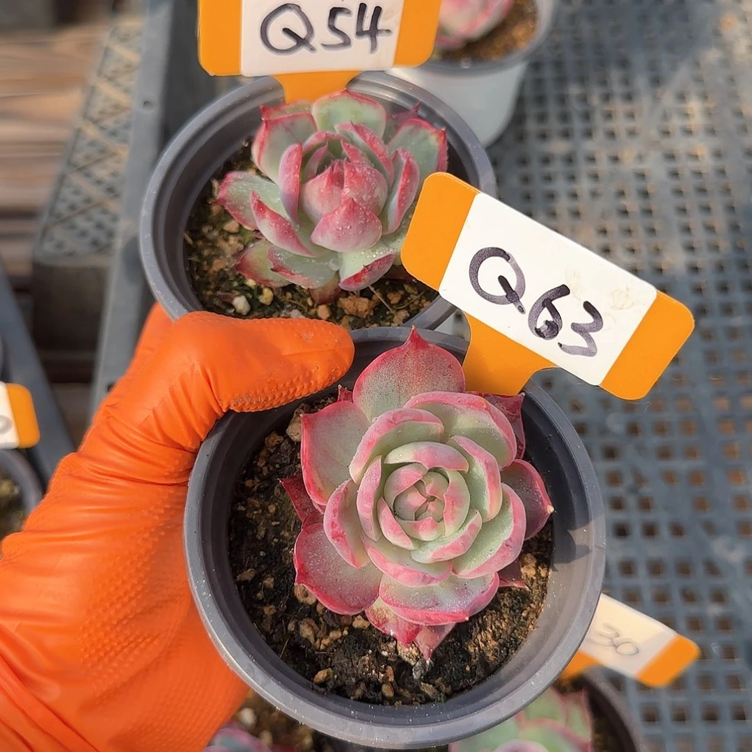 重****肉Q54-63惊鸿单头多肉