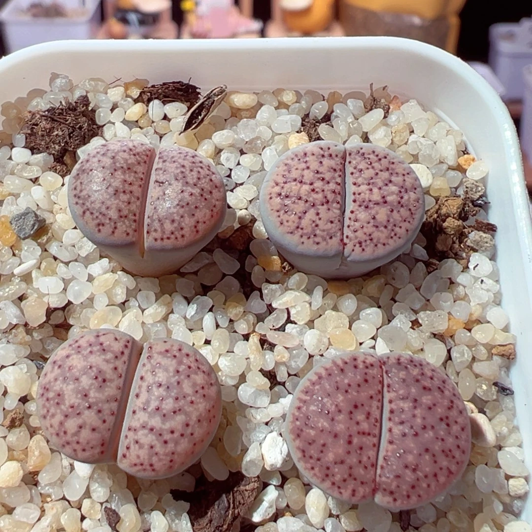 葡***时919-229多肉多肉粉朝贡