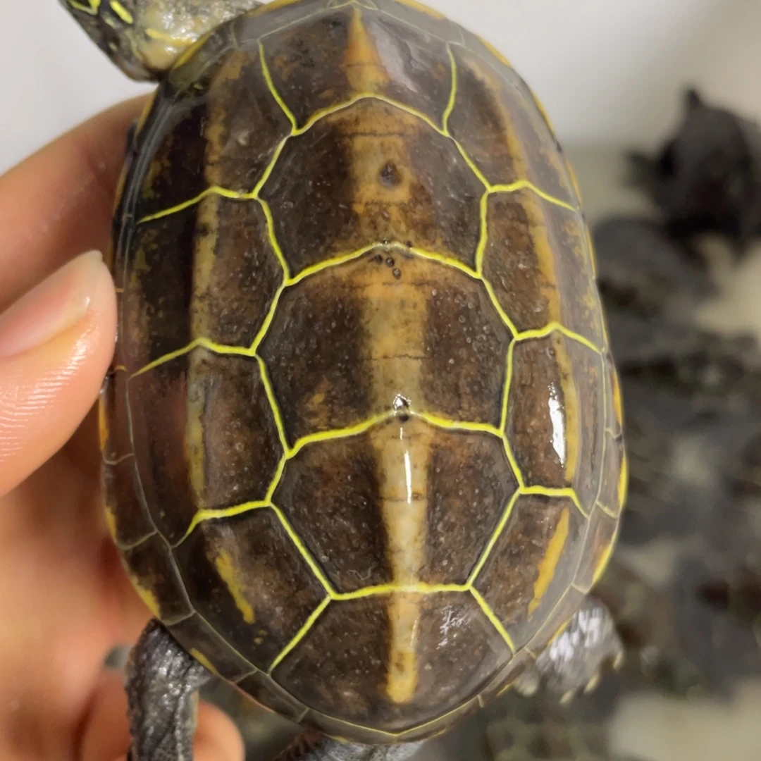 苏北金线冷水草龟