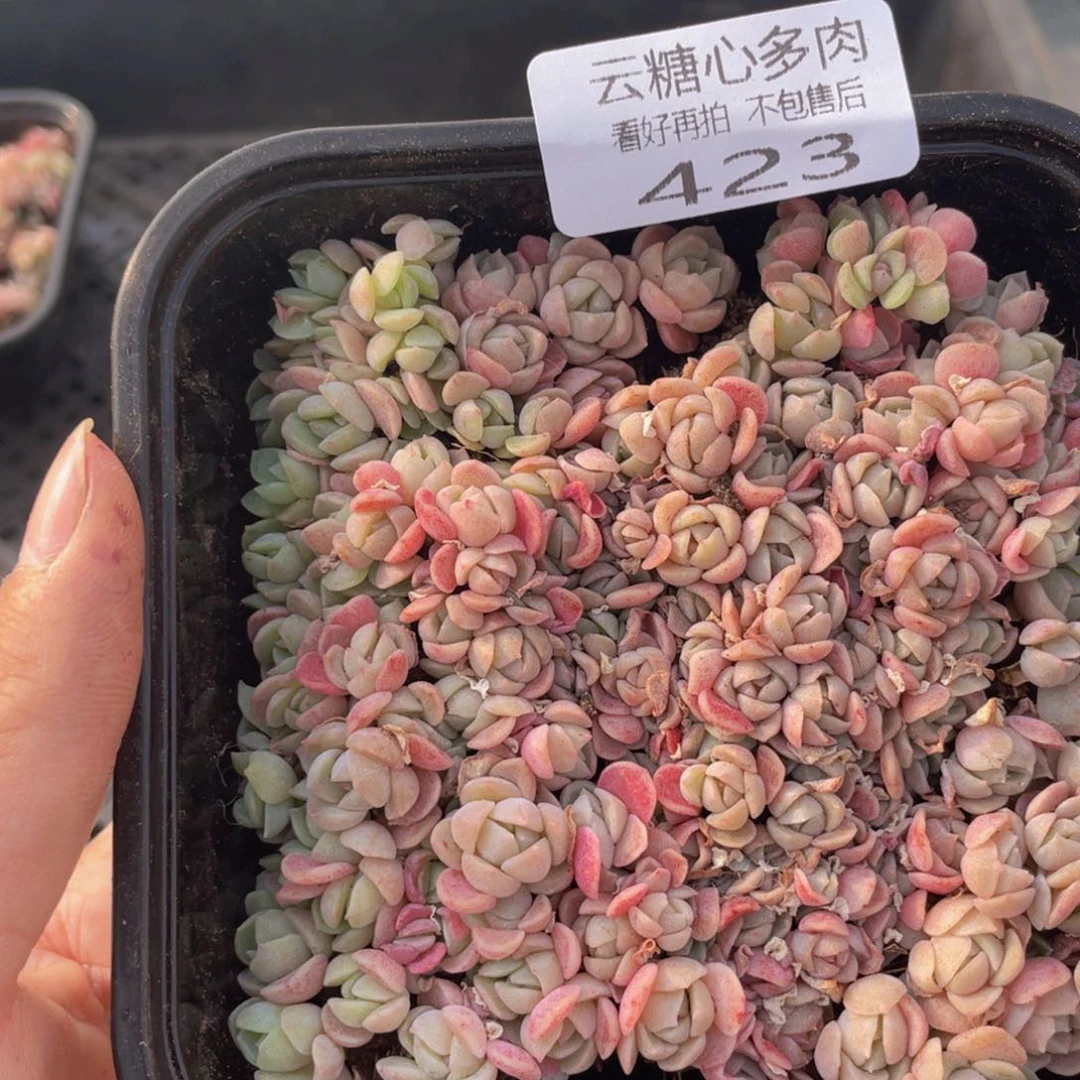 云糖心多肉植物423
