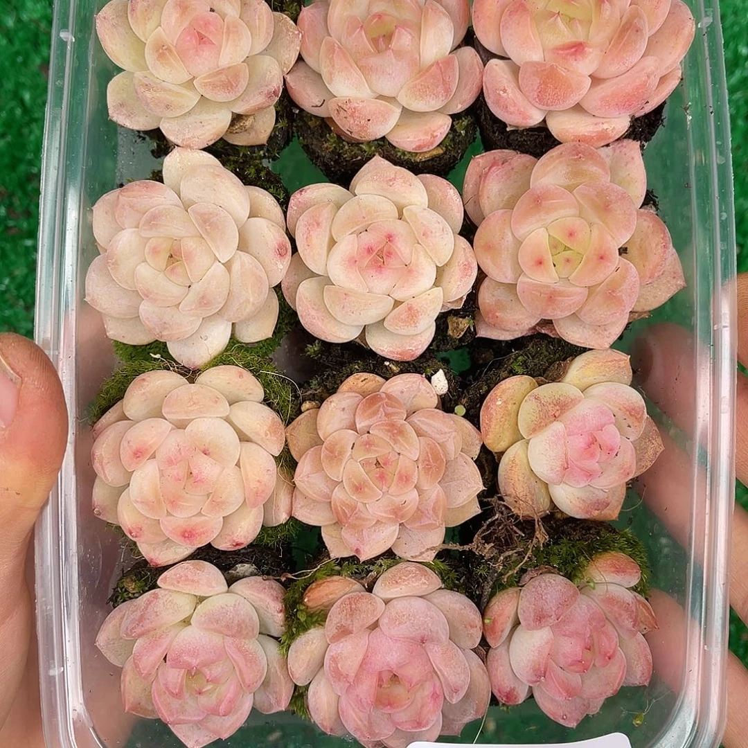 多肉一物一拍29-86