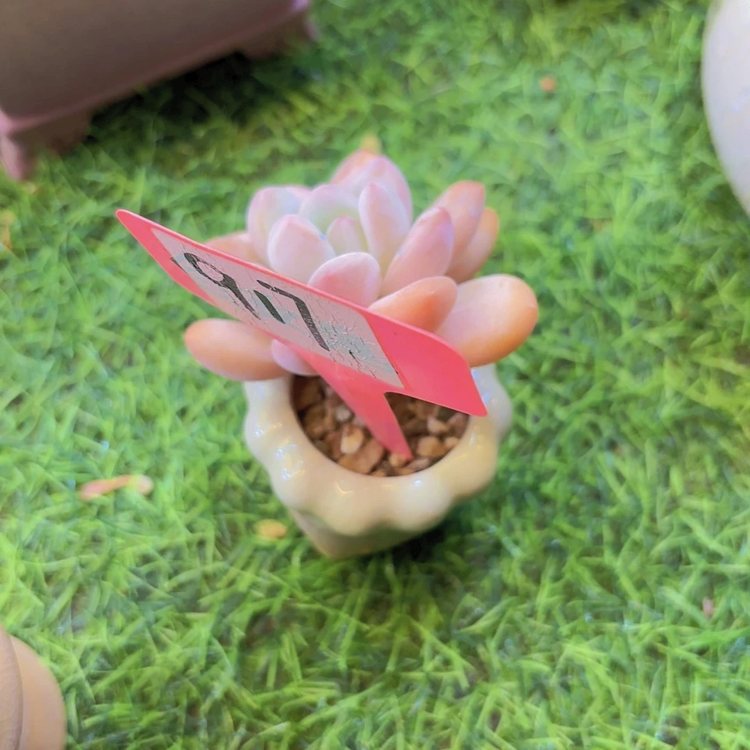 木***木云南精致家精品多肉