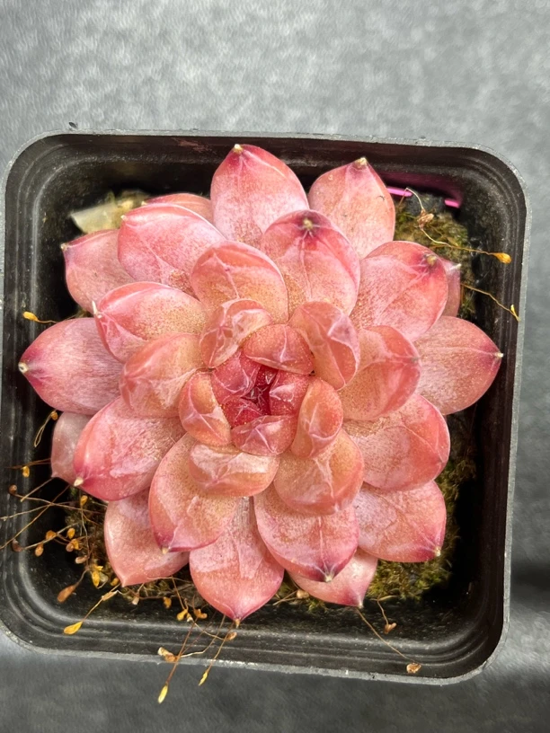 红莲钻心珍妮多肉