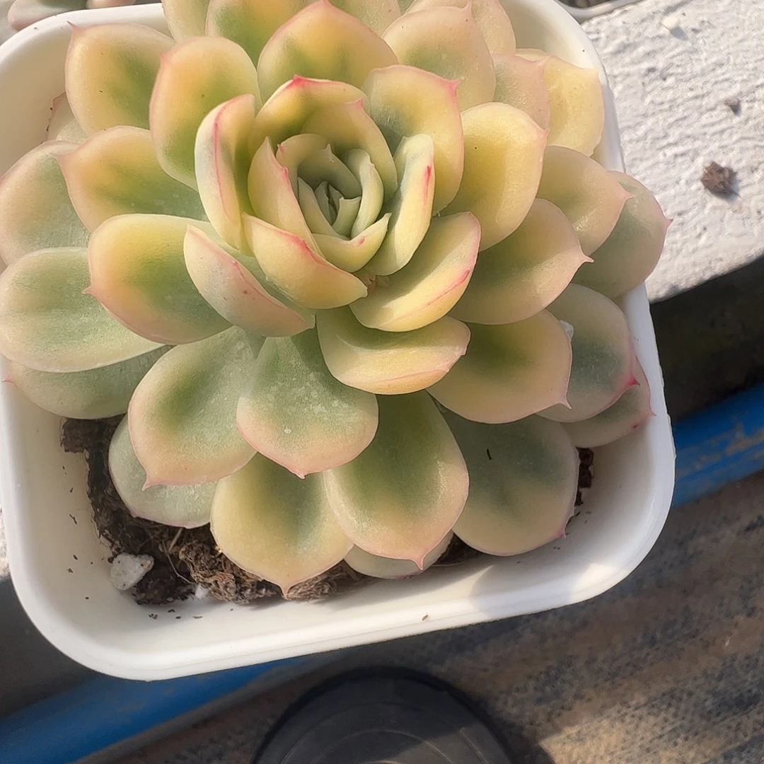 s***w多肉植物多肉植物
