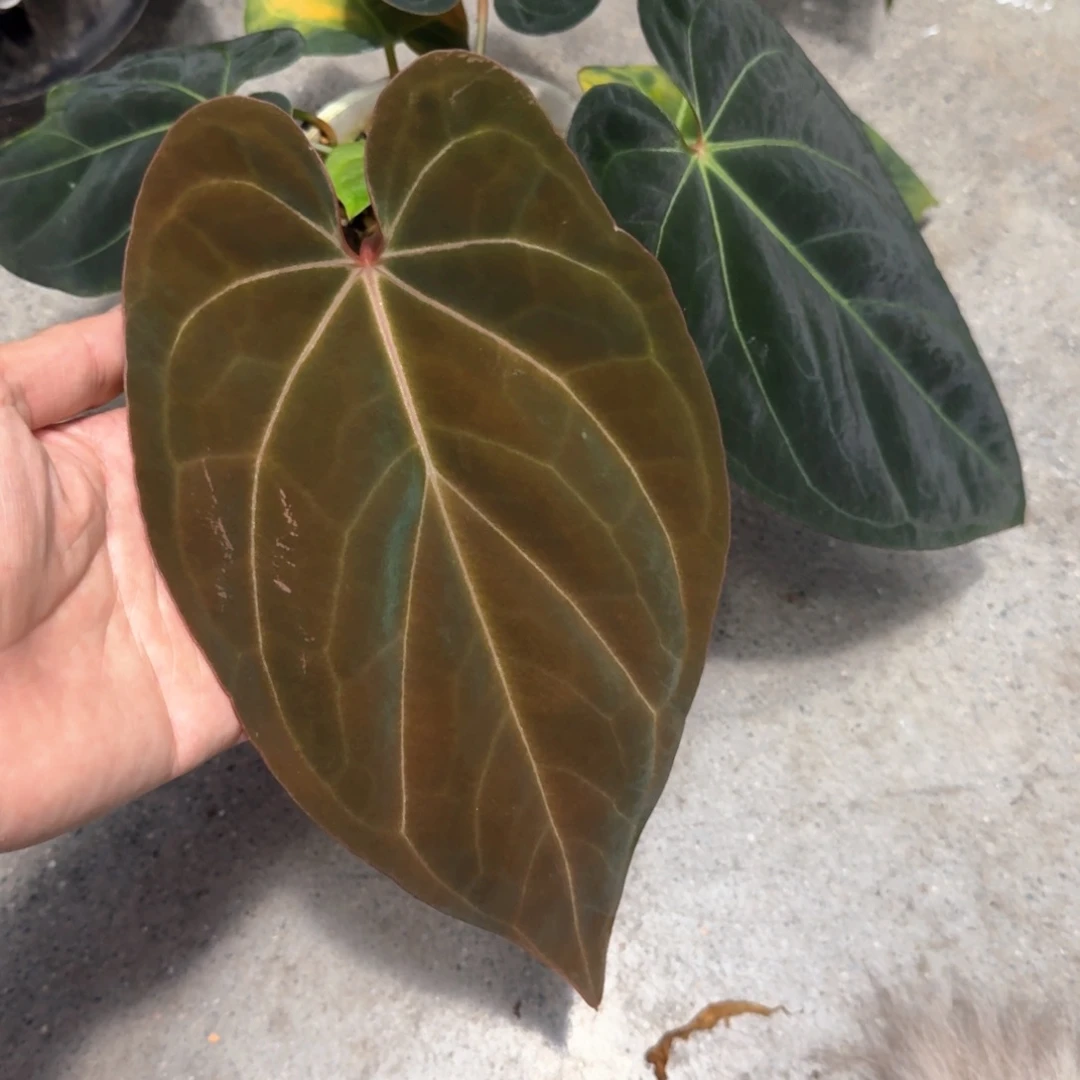 不开花植物黑桃杂黑丝绒