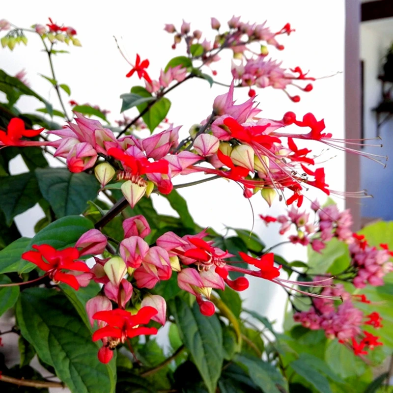 龙吐珠花苗盆栽四季好养花卉室外爬藤攀援吐株双色麒麟吐珠花植物