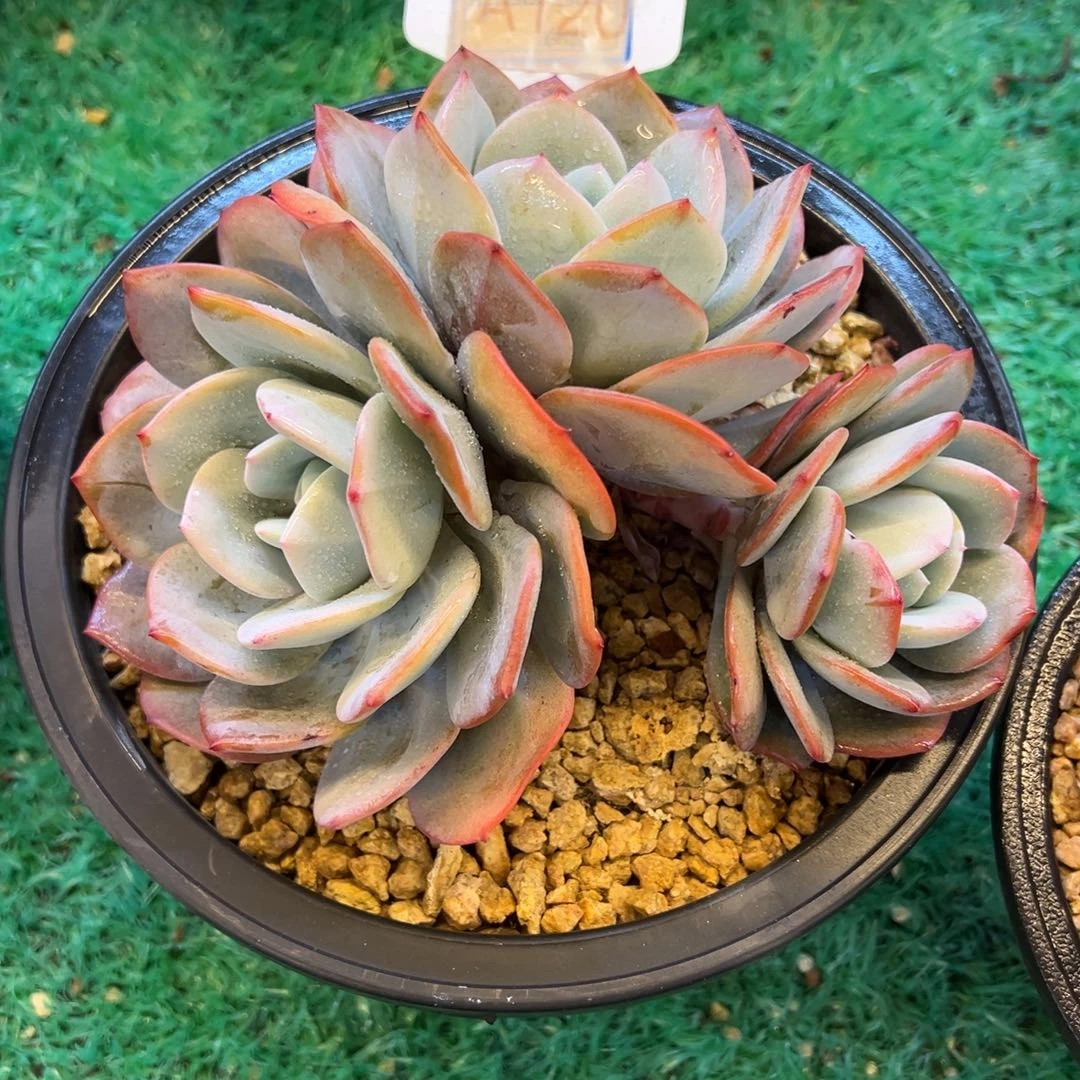 韩版奶茶，，，，，，，，，，，，，，