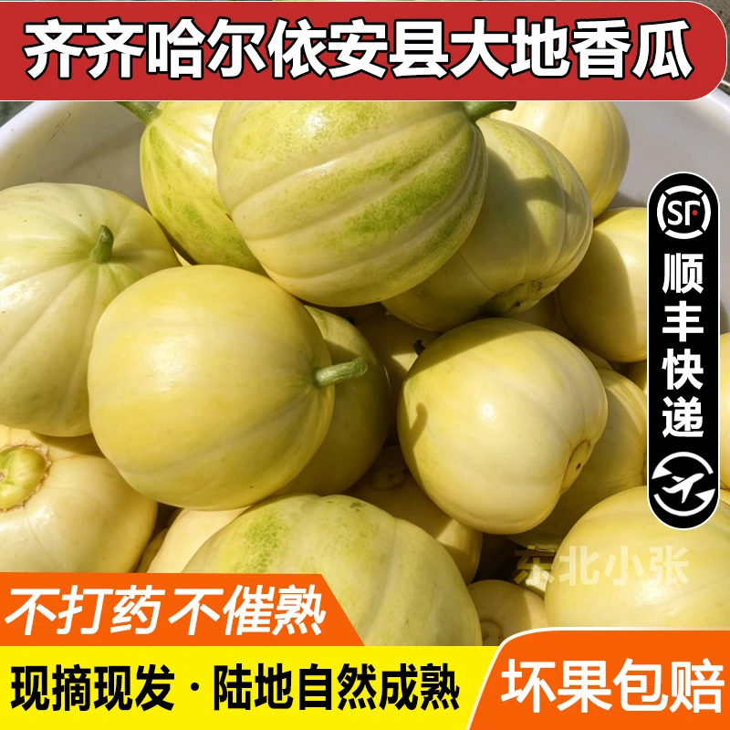 【咱家专属】【顺丰发】东北香瓜新鲜水果现摘现发大地甜瓜白糖孕妇吃