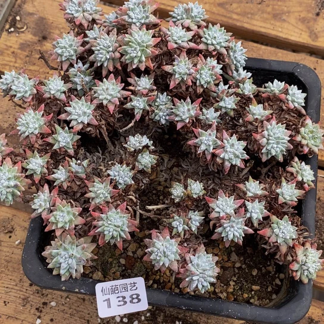 思**你138多肉植物保护研究所所长
