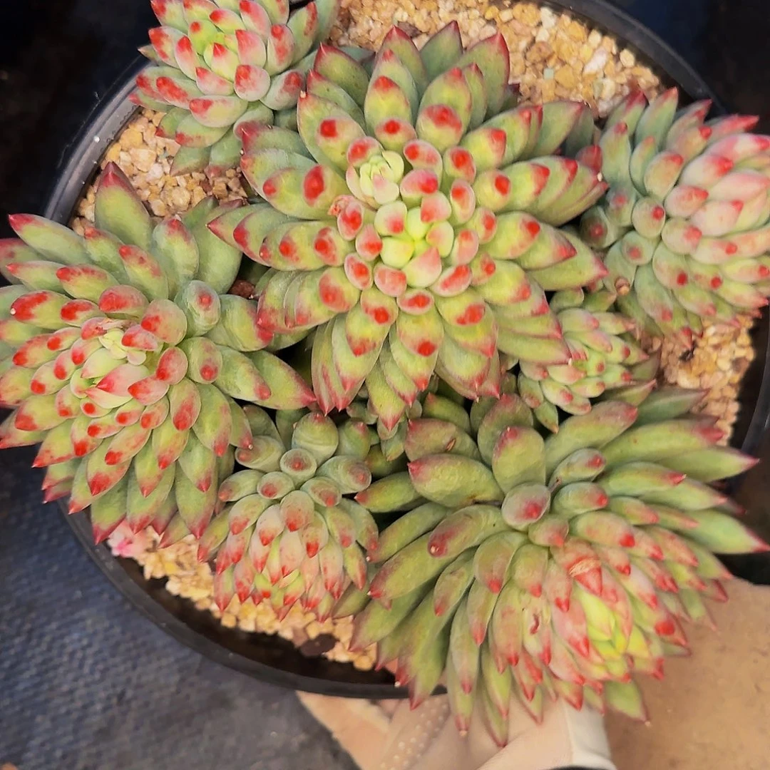 明***班啊来咯咯摸摸我我哦哦哦