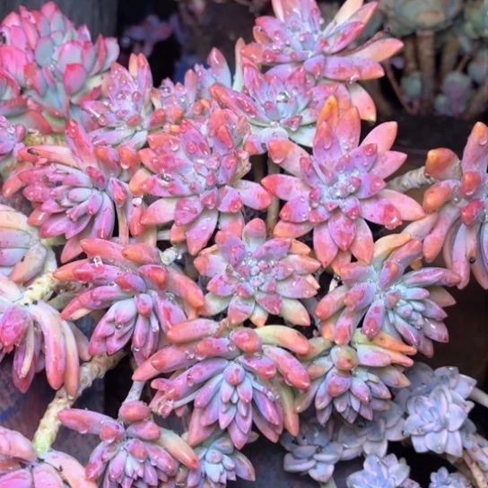 玲*多肉植物的植物