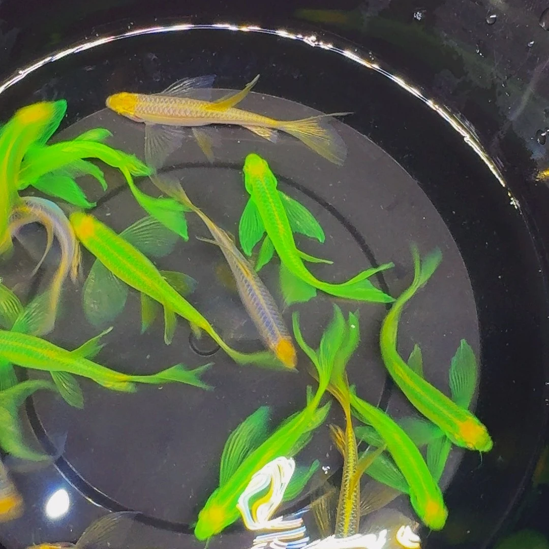 海水鱼绿翡翠10蓝6