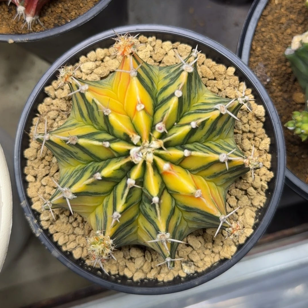 泰系实生轮回肋骨锦