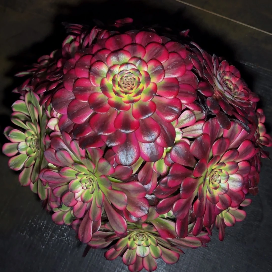 u****2美姬精品法师锦