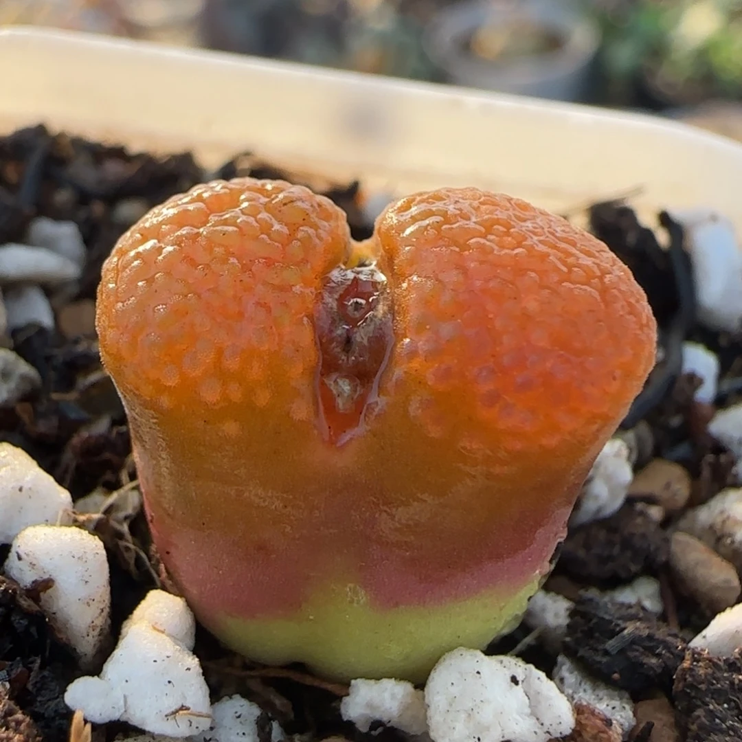 泡泡风铃多肉植物百科