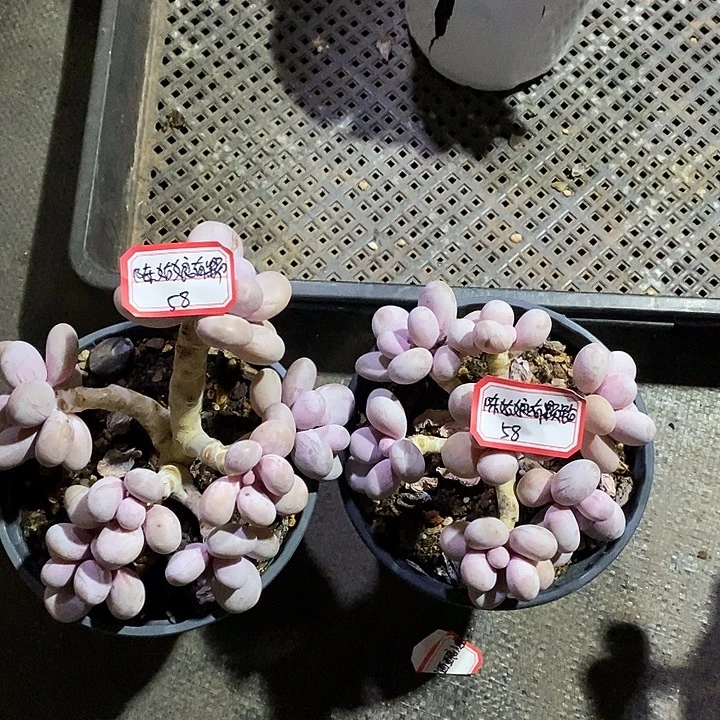 陈***心胭脂精品多肉原始奶
