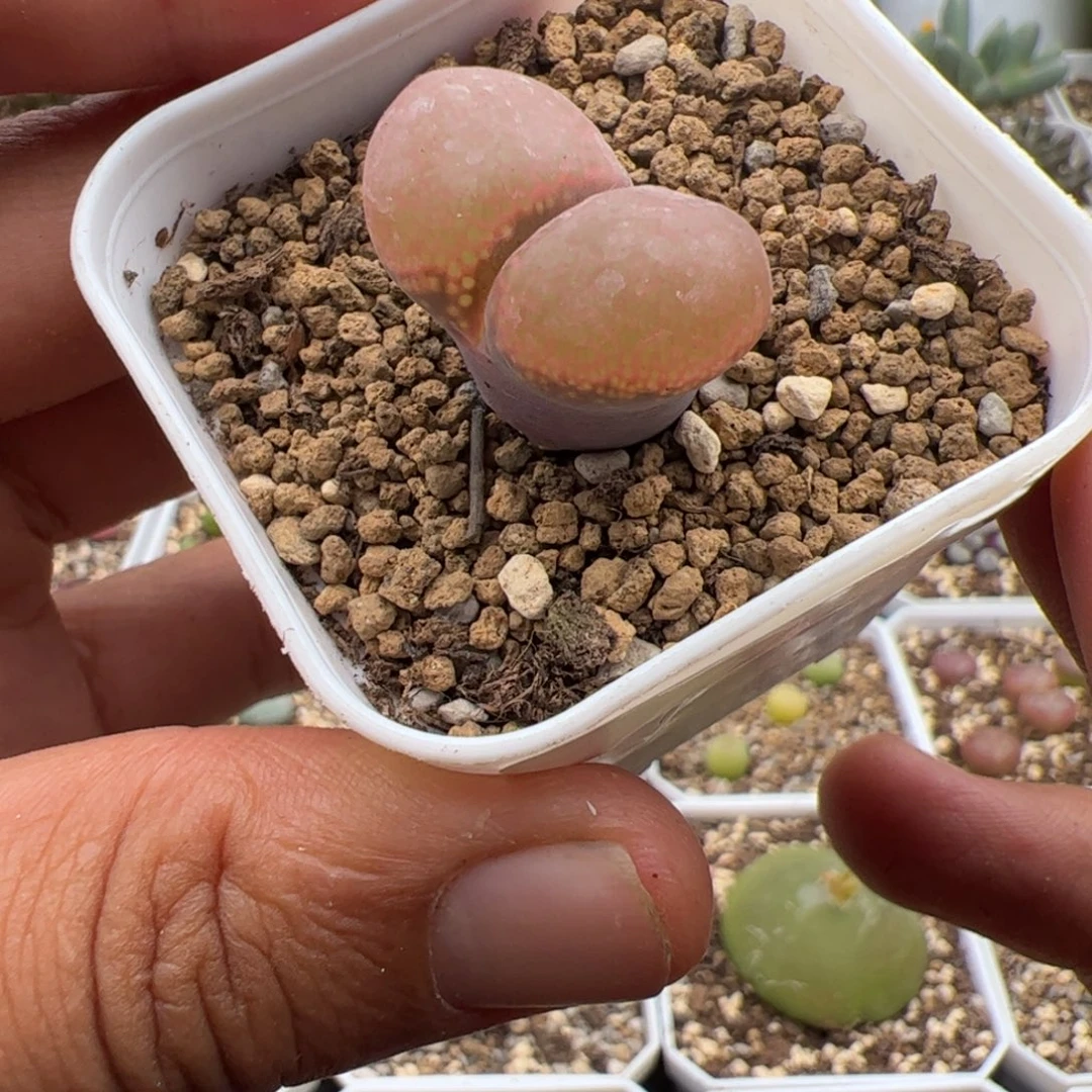 9.24日红多肉植物223