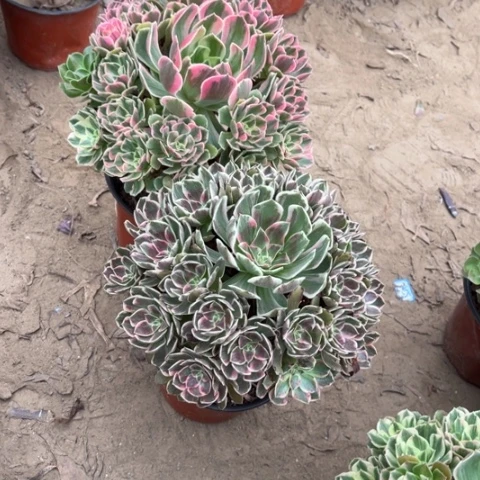 041多肉植物组合，