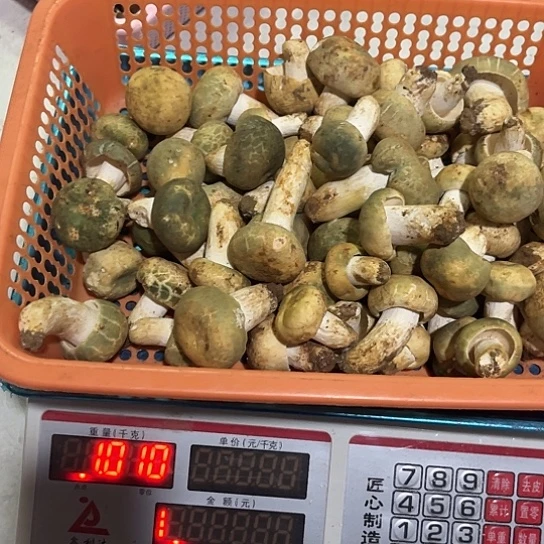 快***来青头拼美味牛肝中国大陆青头