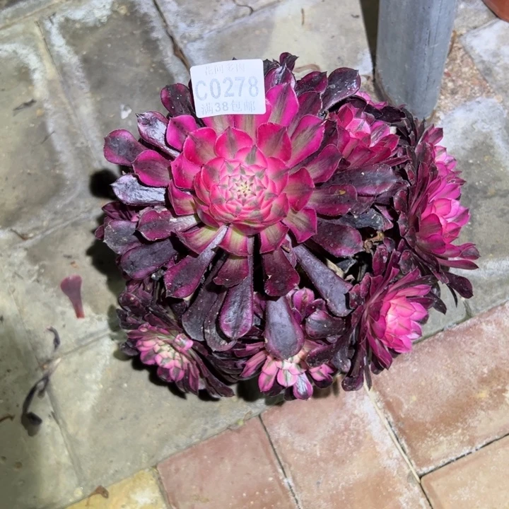 278红铜白多肉植物