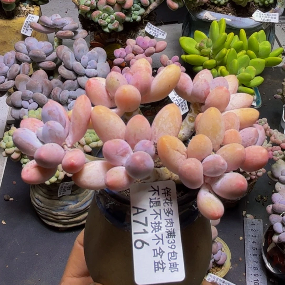 黄金手指奶酪716/9cm