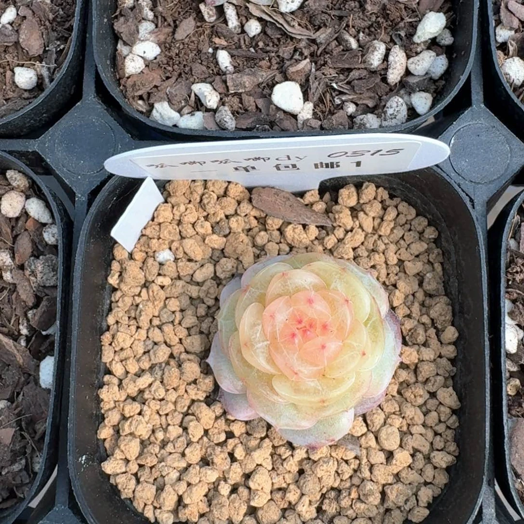 亚****德0315-1-芳草1单头一颗