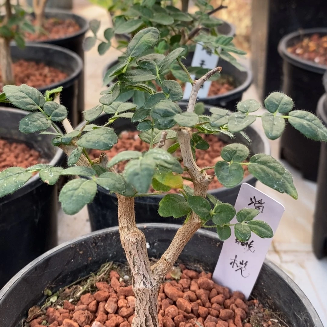 【入门级】滔天橄榄实生带盆