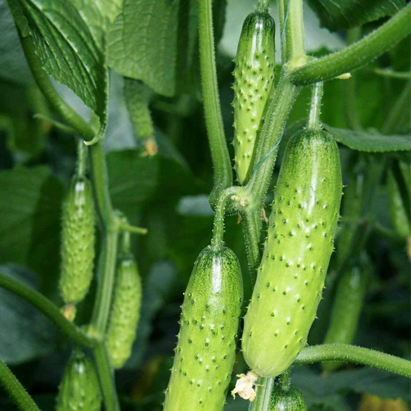 水果黄瓜籽强雌水果黄瓜口感脆甜不搭架水果黄瓜种子黄瓜四季播种