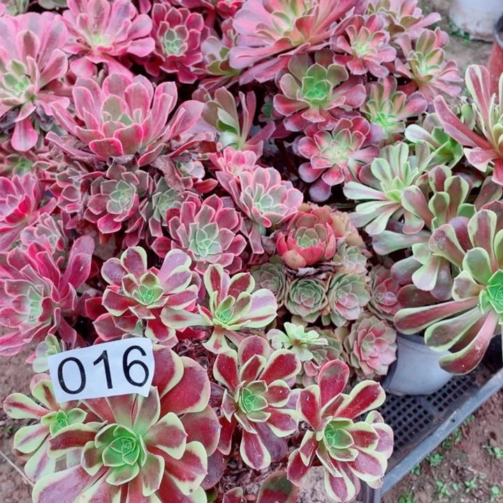 多肉植物组合016