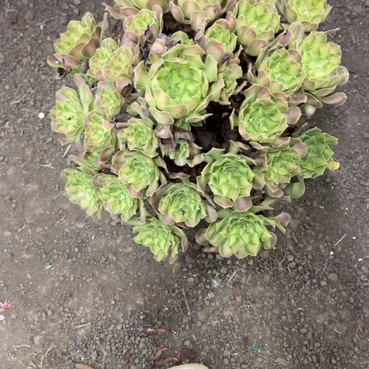 晴***然韶华多肉只要花花