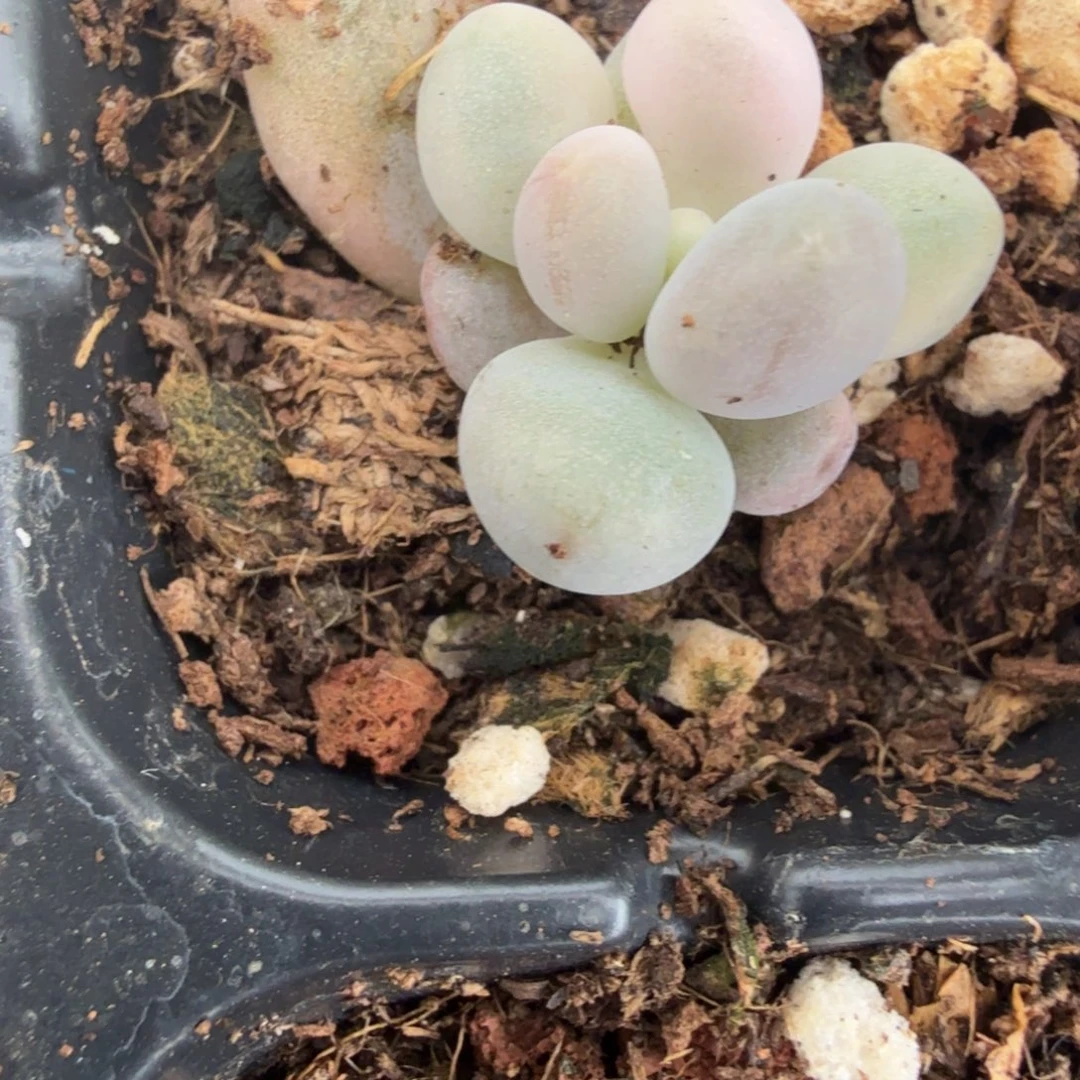 无名盲盒多肉锦植物