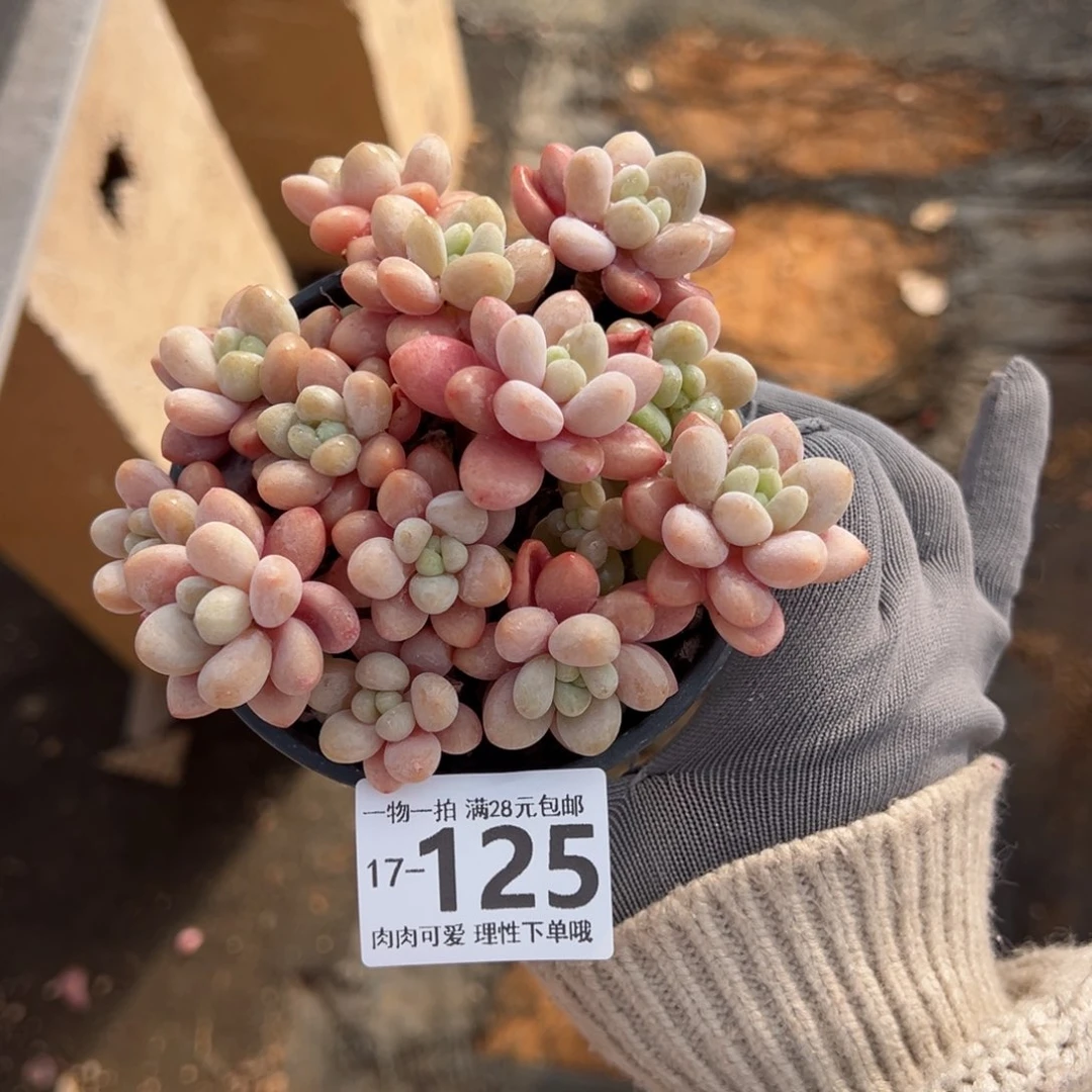 鱼子酱多肉多肉多肉多肉