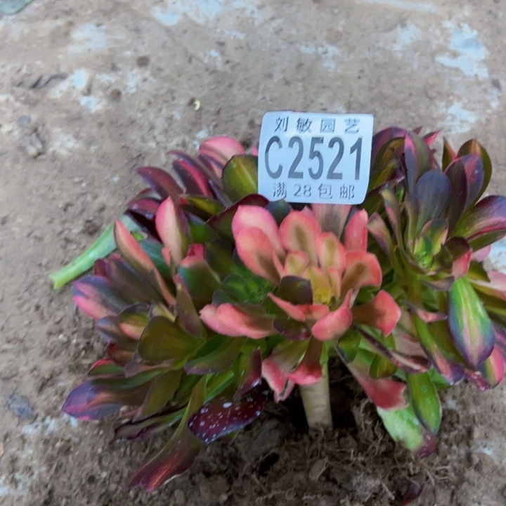 ✈️****2521多肉植物法师法师法师