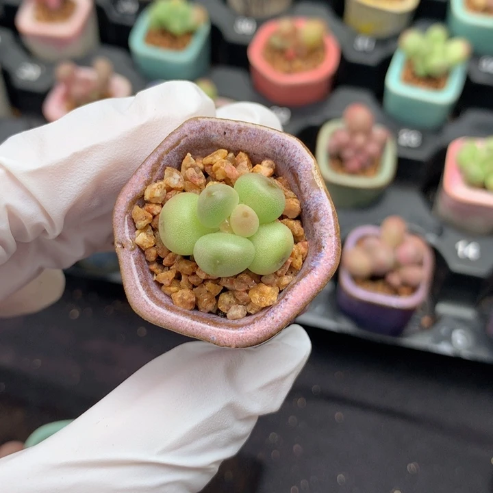 萤火虫 冰糖 开始出糖心