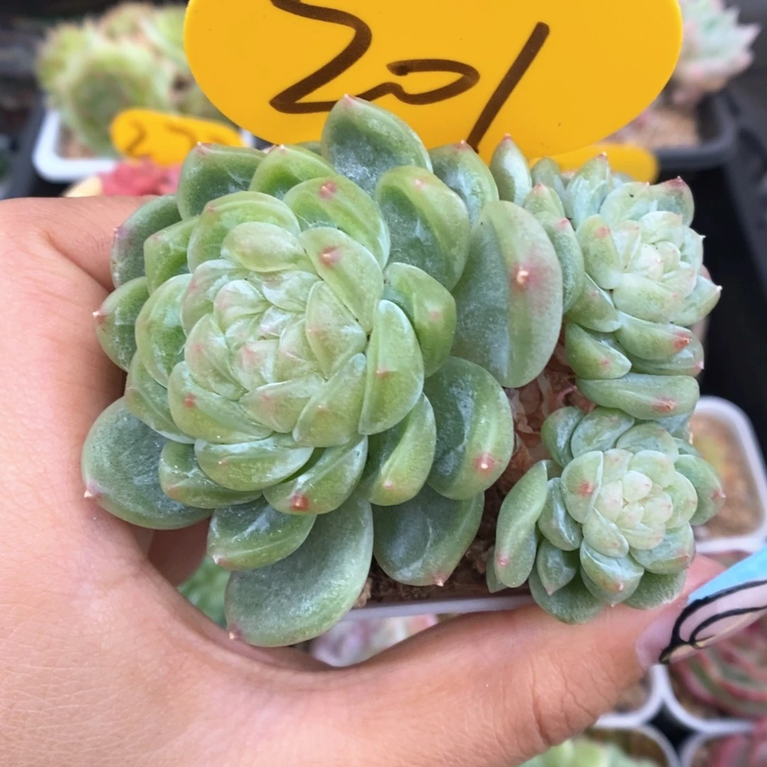 财富密码群生201号。