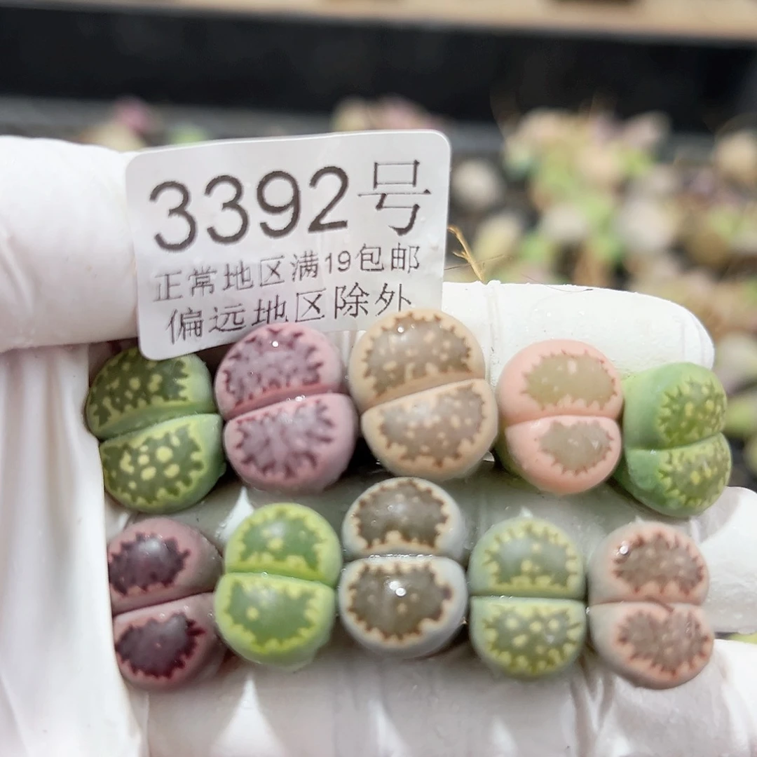 3392三年彩饼干10个1.2-1.5cm