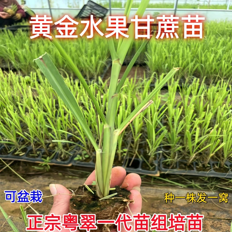 广西黄皮水果甘蔗组培苗黑皮甘蔗种耐寒南北方种植盆栽带土发
