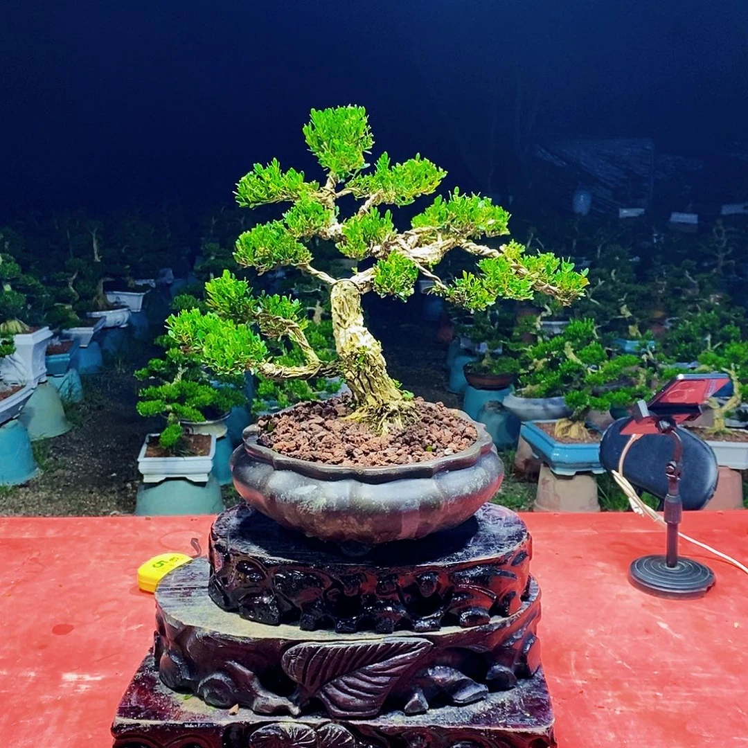 当前无花朵，栽培后可花朵广东雀舌黄杨盆景